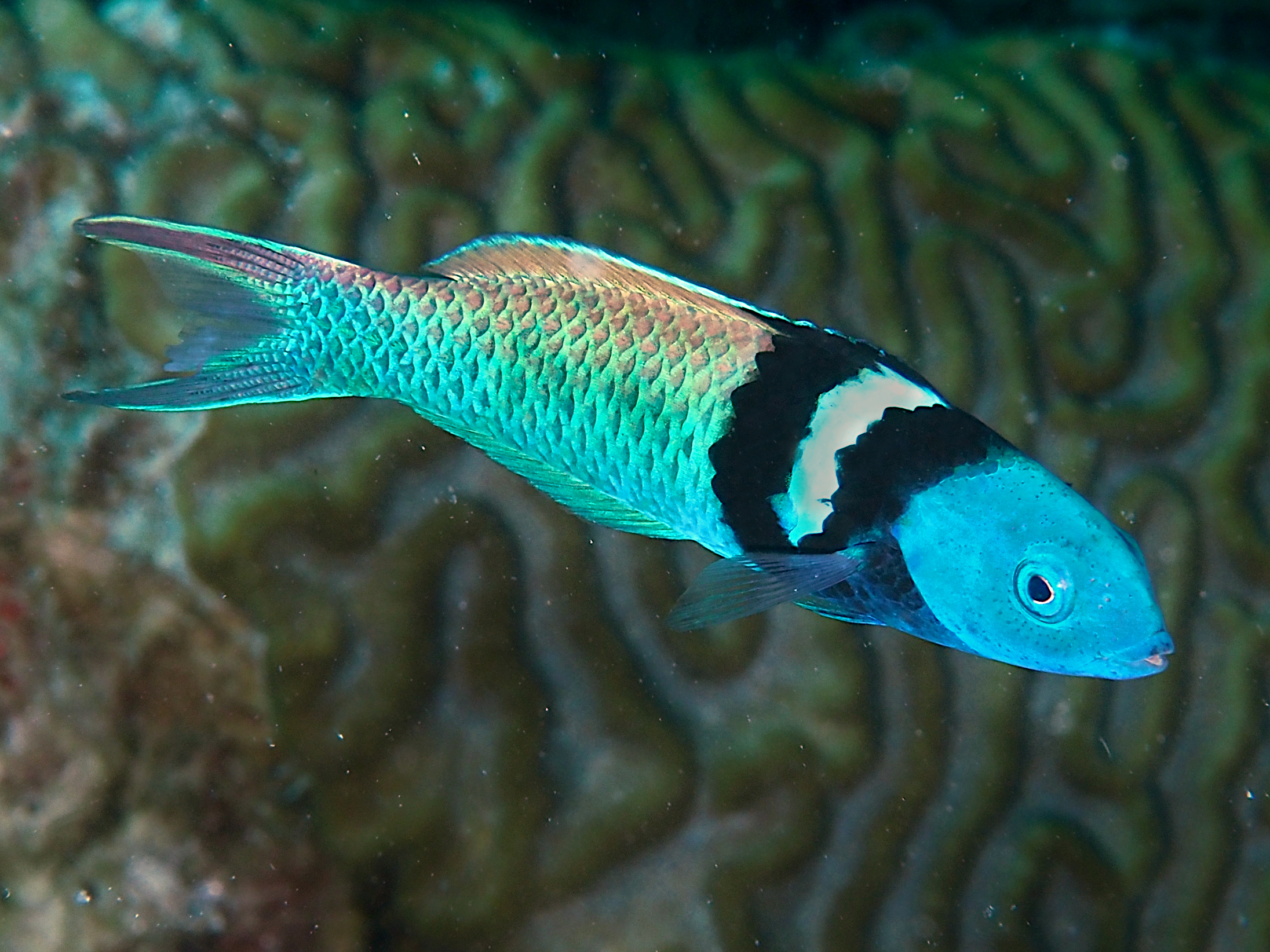 Bluehead Wrasse